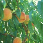 peach_tree_l