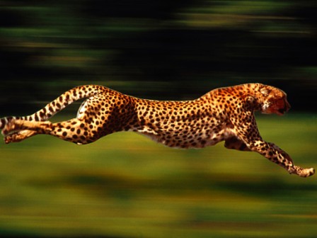 cheetah-running